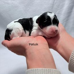 Patch - Black and white male Bernedoodle puppy in Pottstown, Pennsylvania from Willow-Be Doodles