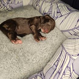 Princess Leia - Brown and white female Cockapoo puppy in Fort White, Florida from Jade