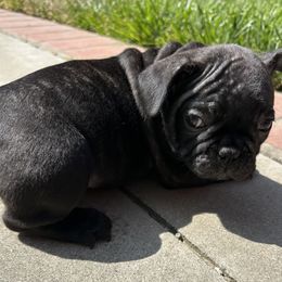 French Bulldog Puppies from Churchill Frenchies