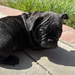 French Bulldog Puppies from Churchill Frenchies