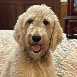 Edith - Goldendoodle