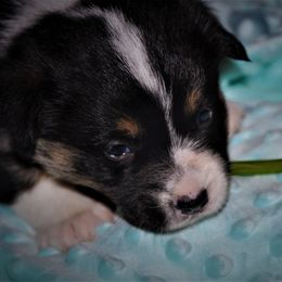 Pembroke Welsh Corgi Puppies from Larrchelle's Corgi's