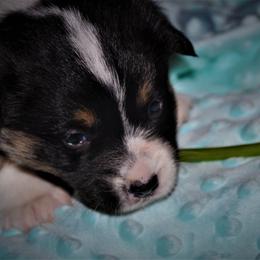 Pembroke Welsh Corgi Puppies from Larrchelle's Corgi's
