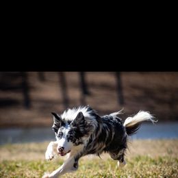 Border Collie All Grown Up from M&D Border Collies