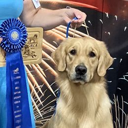 Fritter - Golden Retriever