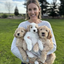 Goldendoodle Puppies from Old Lake Doodles