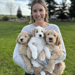 Goldendoodle Puppies from Old Lake Doodles
