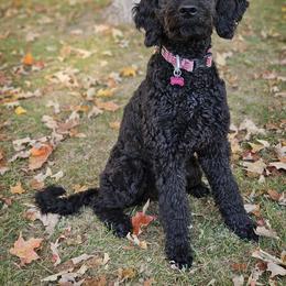 Reba - Black female Double Doodle puppy in Jeddo, Michigan from Bert's Doodles