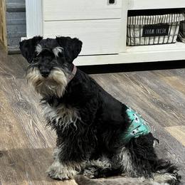 Toby - Miniature Schnauzer