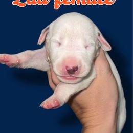 Auburn - White and liver brown female Dalmatian puppy in Bremen, Georgia from Clark’s Dalmatians