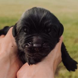Puppy 2 - Black male Newfoundland puppy in Tallahassee, Florida from Noble Newfoundlands
