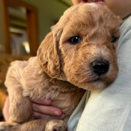 Snickers - Apricot male Poodle puppy in St. Johnsbury, Vermont from Poodles of the Northern Woods