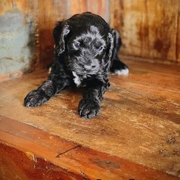 Cockapoo Puppies from Disney Doodles