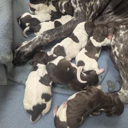 Boy 2 - Liver and white male German Shorthaired Pointer puppy in Appleton, Wisconsin from Kay Quaintance's German Shorthaired Pointers