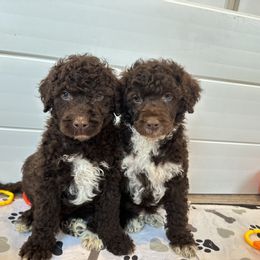 Portuguese Water Dog Puppies from Cornerstones Porties