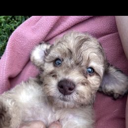Silas - with training - Merle male Cockapoo puppy in Boonville, North Carolina from Doods & Dolls
