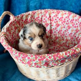 Blue collar - Blue merle male Aussiedoodle puppy in 32046, Florida from River Hill Ranch