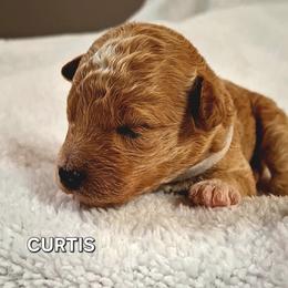 Curtis - Apricot male Goldendoodle puppy in Hendersonville, Tennessee from Ben's Best Buddy Goldendoodles
