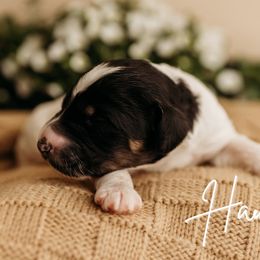Hau Hau - Black white and tan male Cockapoo puppy in Grants Pass, Oregon from Royal Empire Bernedoodles