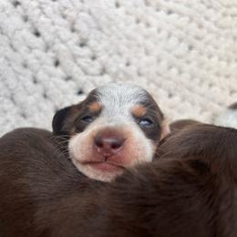 Chocolate And Tan Piebald Male 2 - Piebald male Dachshund puppy in Blackstone, Virginia from Cheyenne's Dachshunds