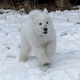 Samoyed and Shiba Inu Puppies from Wintermist Samoyeds