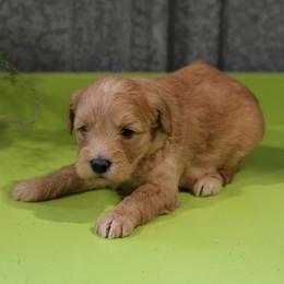 Kirby - Cream male Whoodle puppy in West Bend, Iowa from Blue Skies Terriers