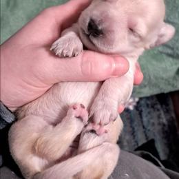 Clear cream girl - Cream female Dachshund puppy in Springdale, Washington from TNT MINI DACHSHUNDS