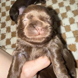 Athena - Lilac female Shih Tzu puppy in Ocean Springs, Mississippi from Wood Foo Breeders