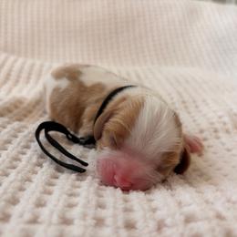 Gus - Blenheim male Cavalier King Charles Spaniel puppy in Katy, Texas from True Heart Cavaliers llc