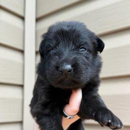 Purple - Black female German Shepherd puppy in Tennessee from Chattanooga Tn German Shepherds