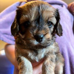 Olive F1 - Sable female Cavapoo puppy in Garland, Kansas from 3W Ranch