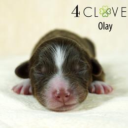 Olay - Red tri-color female Miniature American Shepherd puppy in Carlisle, Pennsylvania from 4 Clovers Kennel