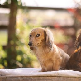 Dachshunds from Winnie’s Weenies