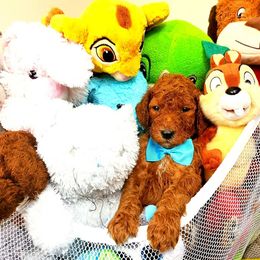 Poodle Puppies from Cartiers Kennel