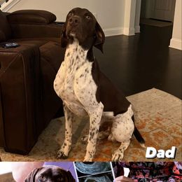 German Shorthaired Pointer Puppies from Lusk Puppies