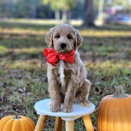 Bambi's Red Boy - Cream male Goldendoodle puppy in Kountze, Texas from Texas Doodles LLC