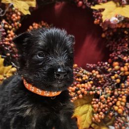 Mr Orange - Black and red male German Shepherd puppy in Newaygo, Michigan from Sterley Shepherds