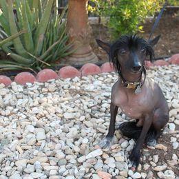 Chinese Crested All Grown Up from SoCal Chinese Crested