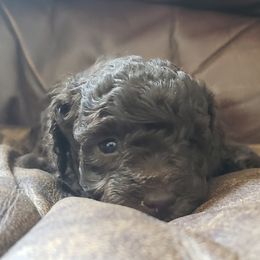 Poodle Puppies from Dogtown Doodles