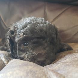 Poodle Puppies from Dogtown Doodles