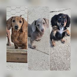 Dachshund Puppies from DT Dachshunds