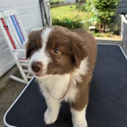 Australian Shepherd Puppies from Starlit Grove Australian Shepherds