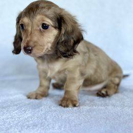 Twister - Chocolate and cream female Dachshund puppy in Lake City, Florida from KNG FARMS