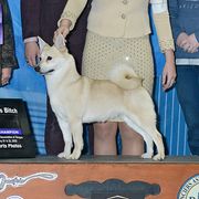 Rumor - Norwegian Buhund
