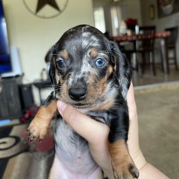 Dachshund Puppies from Mis Dachshunds’