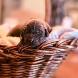 Drake - Chocolate male Labrador Retriever puppy in Sweet Home, Oregon from Knotty Creek Labradors