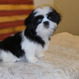 Oreo - Black and white male Shih Tzu puppy in Kings Mountain, North Carolina from Britany's Shih Tzus