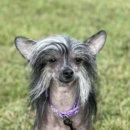 Elsa - Chinese Crested