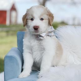 Armani - Gold male Bordoodle puppy in Conway, Missouri from 2J 2K Bordoodles