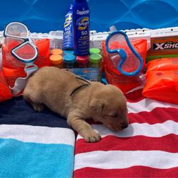 Black Collar Male - Yellow male Labrador Retriever puppy in Hurtsboro, Alabama from PARK’s Family Farm